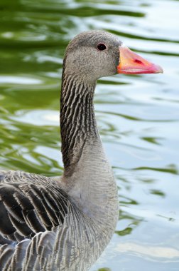 Closeup of a duck