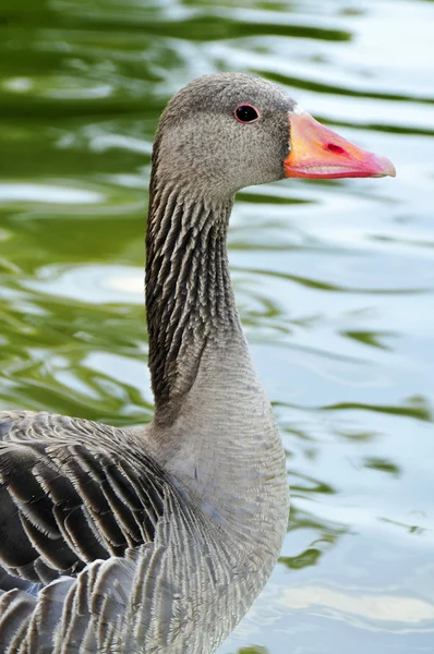 stock image Closeup of a duck