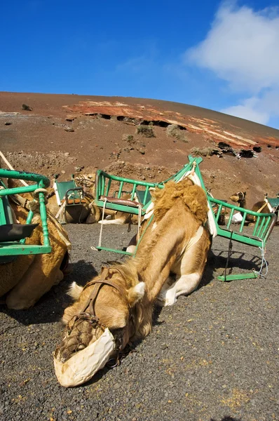 Kamele auf Lanzarote — Stockfoto