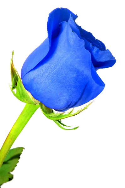 Blue rose — Stockfoto