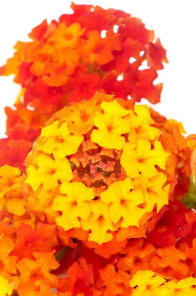 마편초 꽃 — 스톡 사진