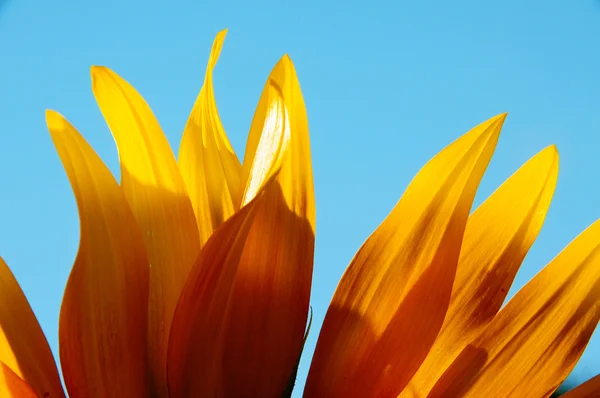 Close up of a sunflower — Stock Photo, Image