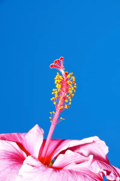 Rózsaszín bellflower — Stock Fotó