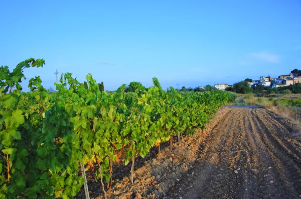 Виноградники — стоковое фото