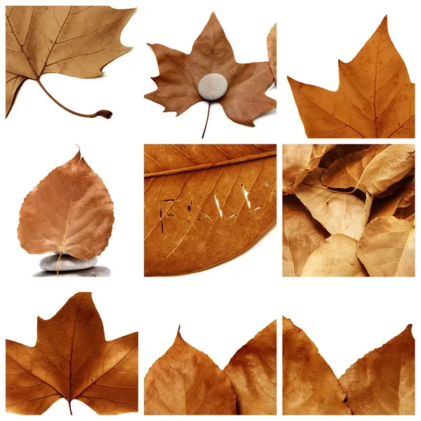 Autumn leaves collage — Stock Photo, Image