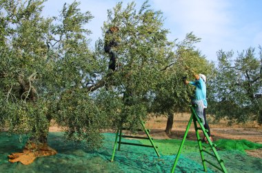 Harvesting olives clipart