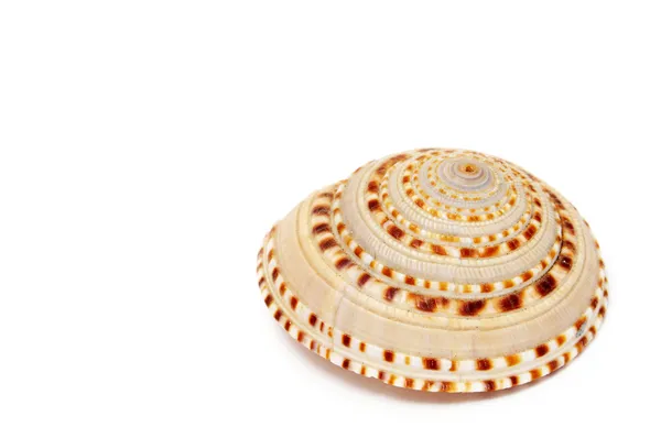 One Seashell — Stock Photo, Image
