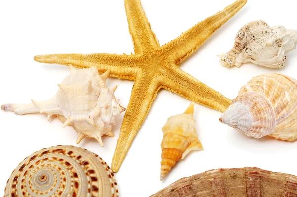 Conchiglie e stelle marine — Foto Stock