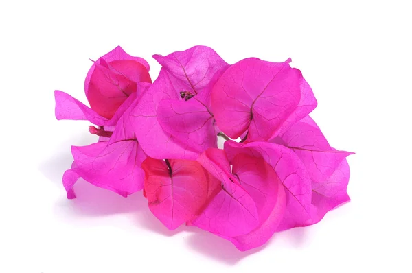 Pink Bougainvillea — Stock Photo, Image