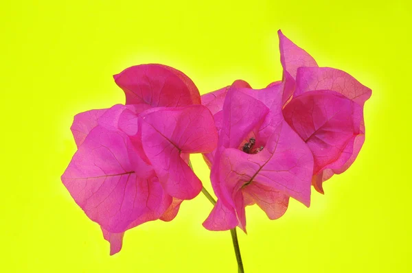 Roze bougainville — Stockfoto