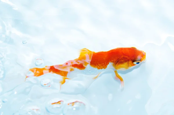 Оранжевая золотая рыбка — стоковое фото