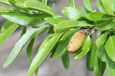 Almond tree clipart