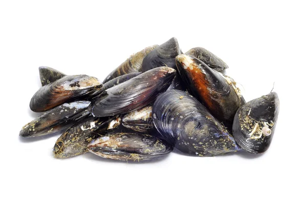 En hel del musslor — Stockfoto