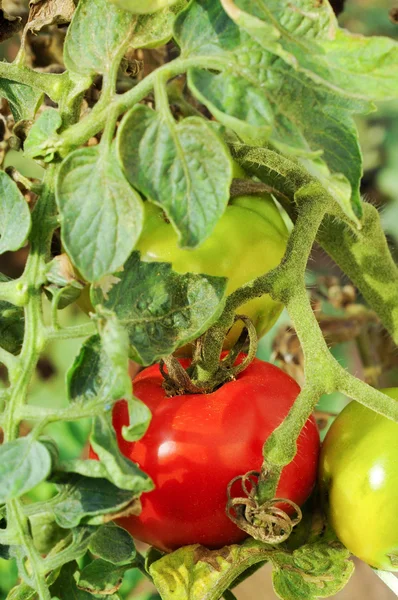 未熟的西红柿 — 图库照片