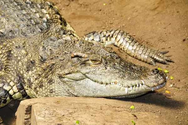 Alligator — Stok Foto
