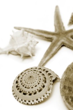 Seashells and starfish clipart