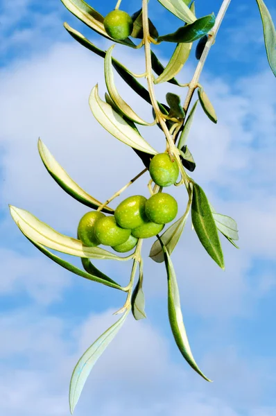 Olive branch — Zdjęcie stockowe