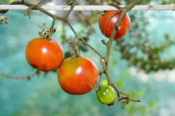 Tomaten-Erbstück — Stockfoto