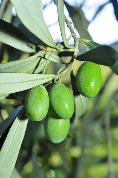 Rama de olivo — Foto de Stock