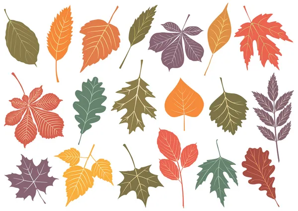 Vector illustration set of 19 autumn leaves. — Stock Vector