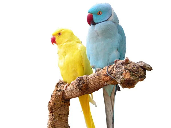 Gül halkalı parakeets — Stok fotoğraf