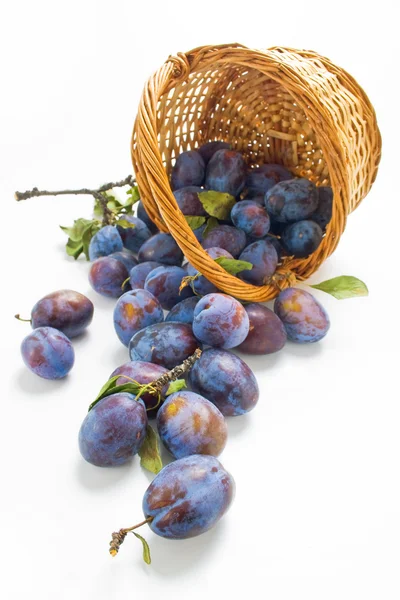 Plums and a wicker basket — Stock Photo, Image