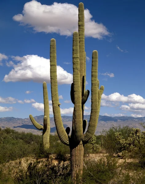 Jätten saguaro, arizona — Stockfoto