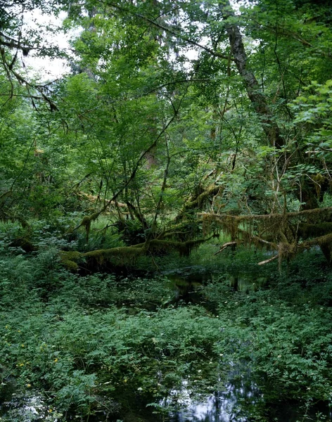 Yağmur ormanları — Stok fotoğraf