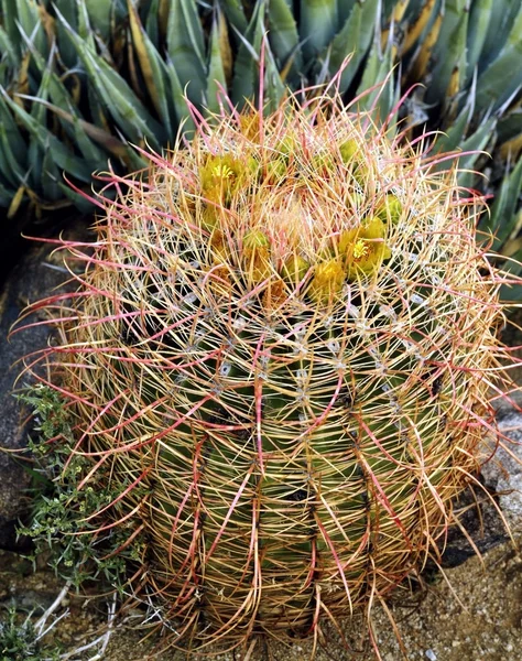 Canna Cactus — Foto Stock