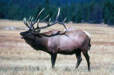 Wyoming Elk