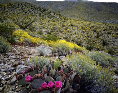 Blooming Desert, Anza-Borego, California clipart