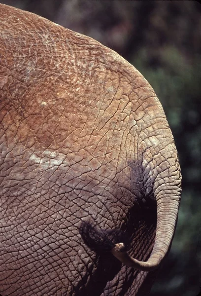 Elephant tail — Stock Photo, Image