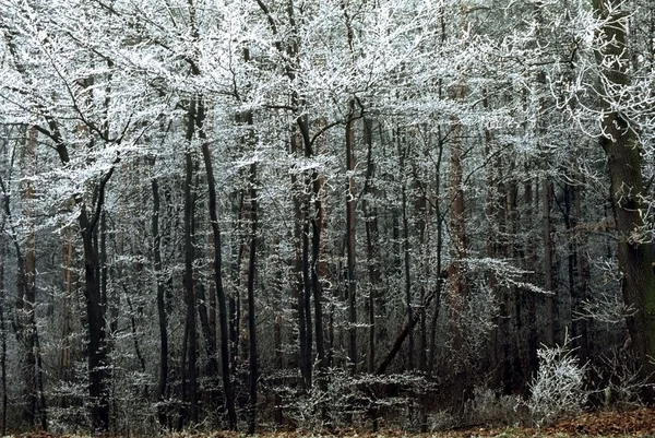 Floresta gelada — Fotografia de Stock