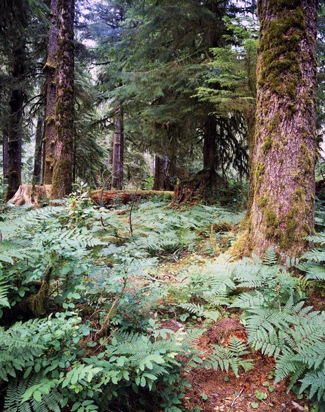 Skog, oregon — Stockfoto