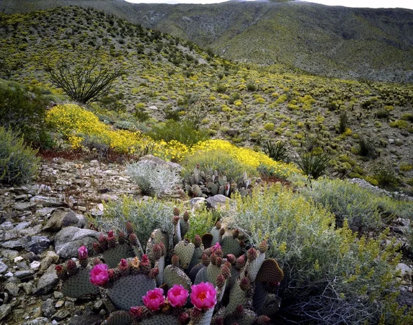 Blooming Desert, Anza-Borego, California — Stock Photo, Image