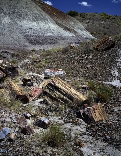 stock image Petrified Forest, Arizona