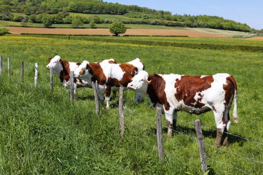 Three cows clipart