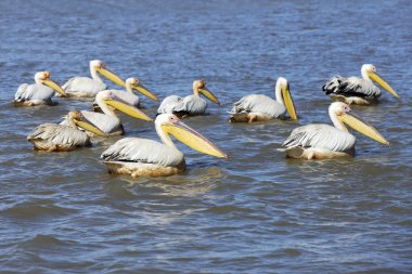 Pelicans clipart