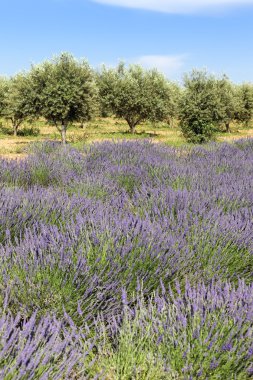 Lavanta ve zeytin ağaçları