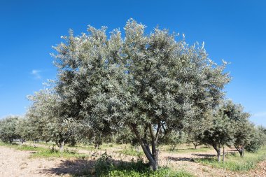 zeytin ağacı