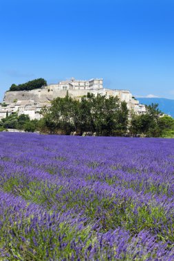 Lavender field and Grignan village clipart