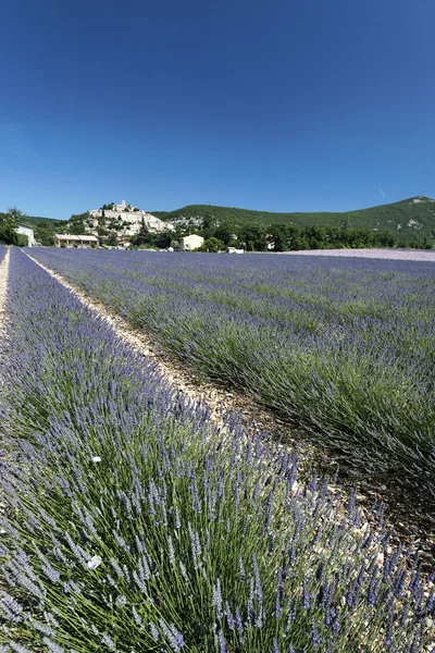 lavender field — 图库照片 #3529565