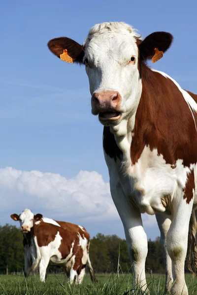 French cow — Stock Photo, Image
