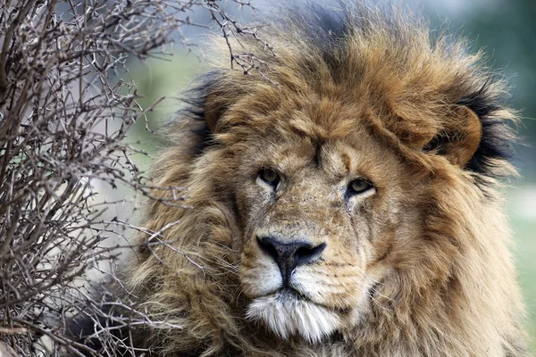 Savanna aslan — Stok fotoğraf
