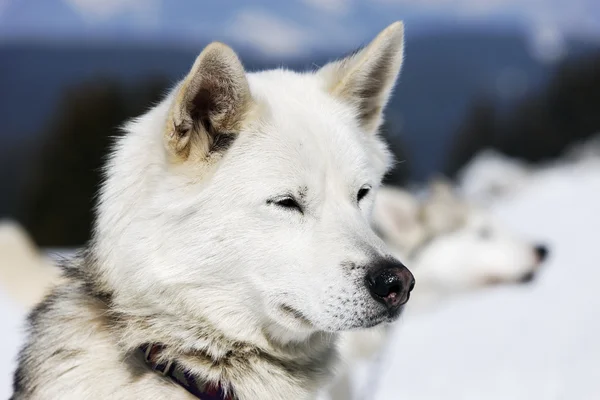 Beyaz köpek — Stok fotoğraf