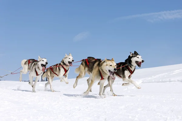 Północnej psy — Zdjęcie stockowe