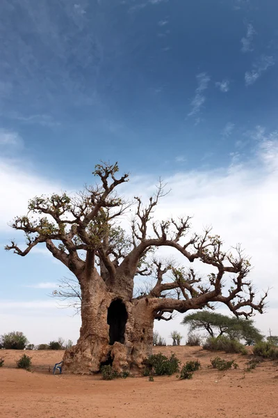 Baobab — Foto de Stock