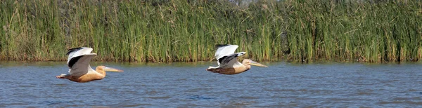 Pelikany lotu — Zdjęcie stockowe