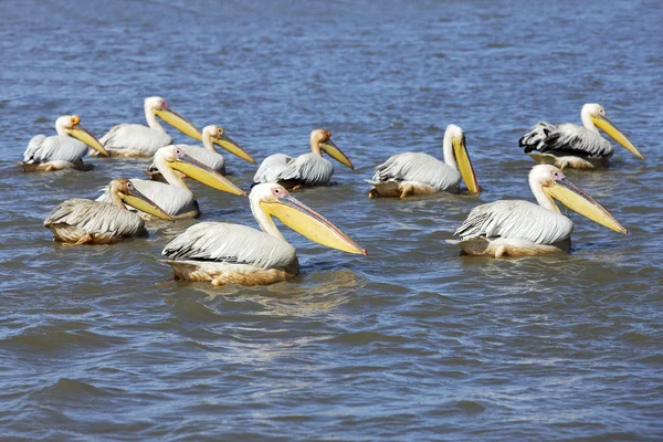 Pelikanlar — Stok fotoğraf