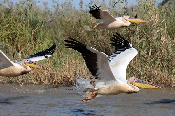 Three Pelicans — Stock Photo, Image